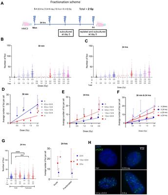 Fractionated alpha and mixed beam radiation promote stronger pro-inflammatory effects compared to acute exposure and trigger phagocytosis